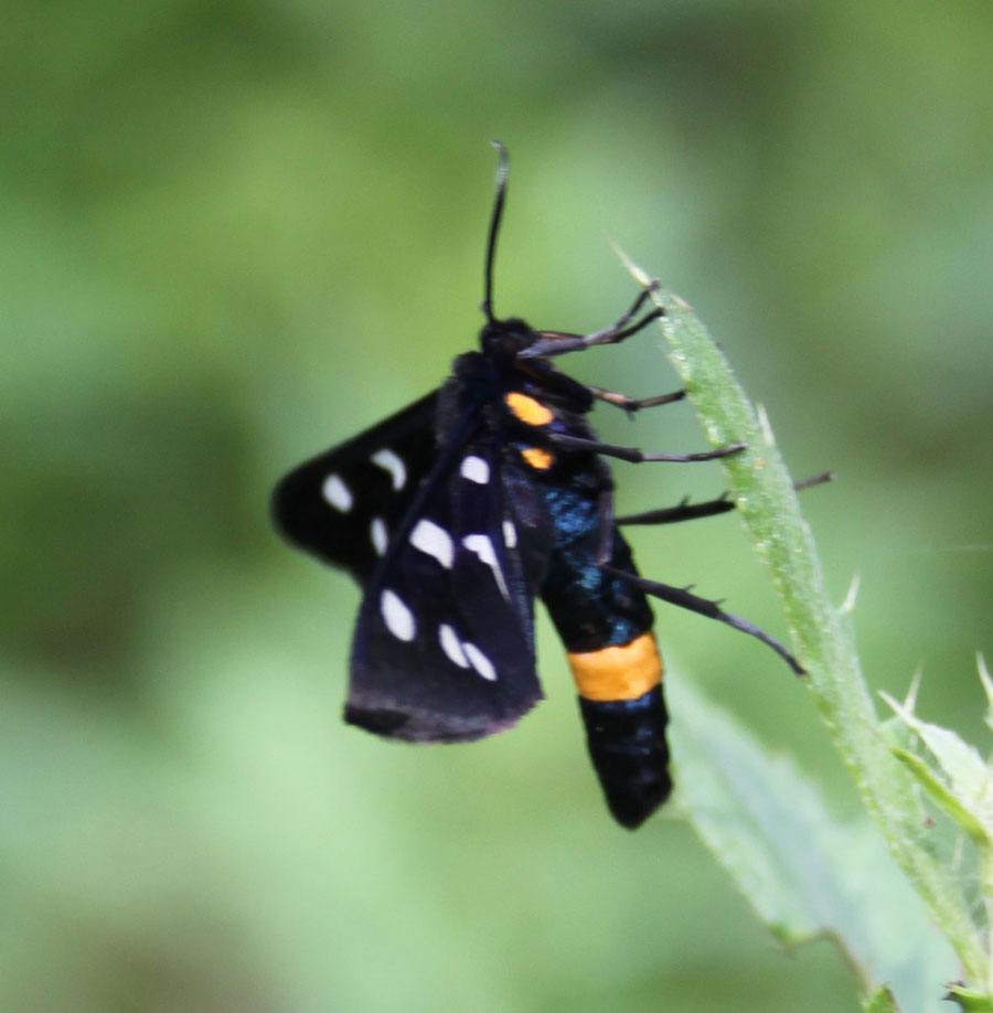 Syntomis  Phegea